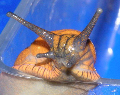 Große Wegschnecke, Arion rufus